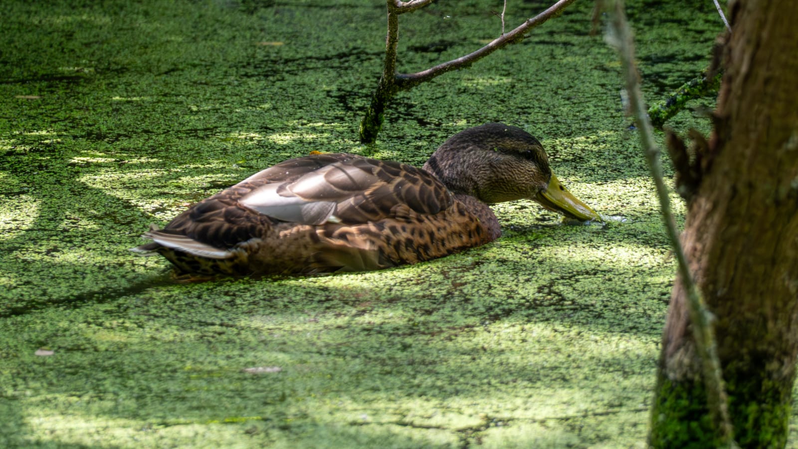 Stockentenerpel im Schlichtkleid